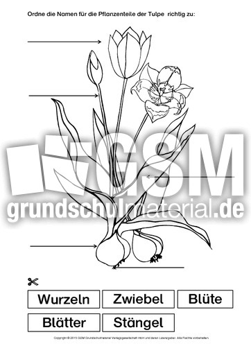 Tulpe-Bezeichnungen.pdf